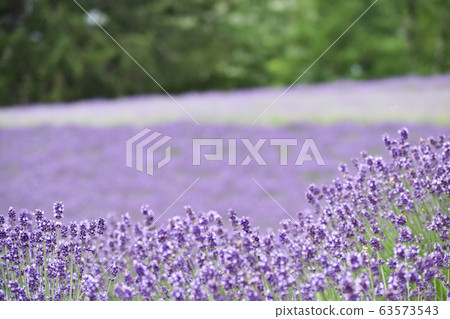 Furano lavender field in Hokkaido Furano lavender field in Hokkaido 63573543