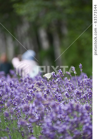 Hokkaido Furano: butterfly and lavender field Hokkaido Furano: butterfly and lavender field 63573544