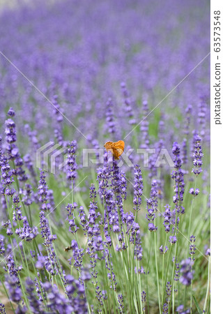北海道富良野：蝴蝶和薰衣草田 63573548