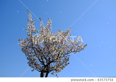 A landscape where cherry blossoms in full bloom fall with a cold A landscape where cherry blossoms in full bloom fall with a cold 63573758