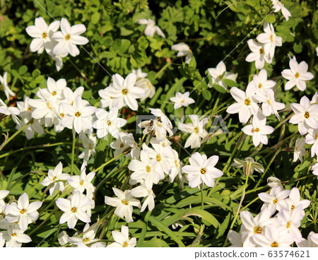 Hananira blooming on the promenade in Suginami Ward Hananira blooming on the promenade in Suginami Ward 63574621