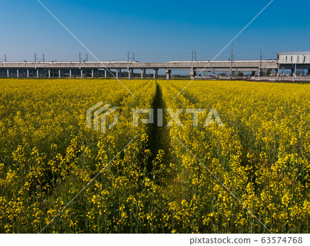Rapeseed field 63574768
