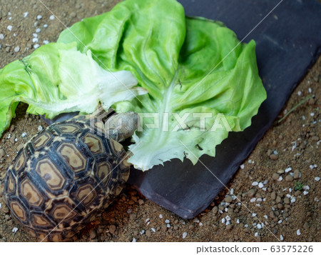 A baby leopard tortoise chowing down on a big lettuce leaf 63575226