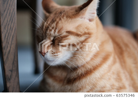 Tea tabby cat with eyes closed Tea tabby cat with eyes closed 63575346
