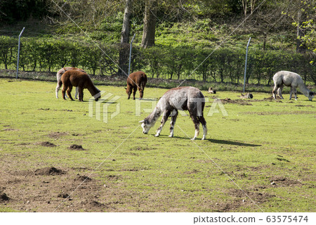 Lamas in a village farm Lamas in a village farm 63575474