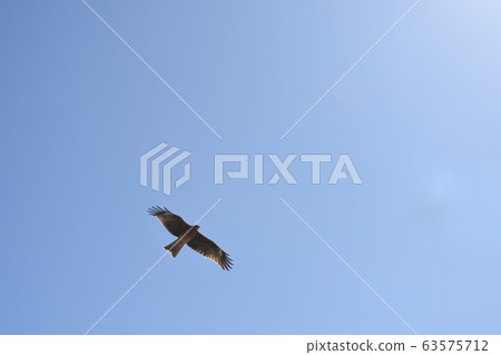 Enoshima blue sky flying bird Enoshima blue sky flying bird 63575712