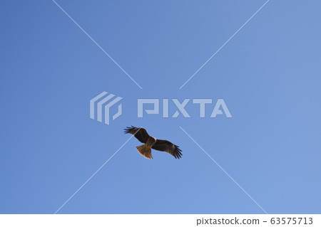 Enoshima blue sky flying bird 63575713