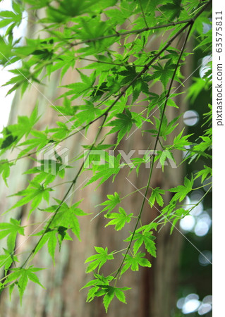 Spring maple 63575811