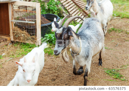 Cute chick goat relaxing in ranch farm in summer Cute chick goat relaxing in ranch farm in summer 63576375