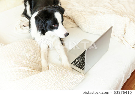 Mobile Office at home. Funny portrait cute puppy 63576410