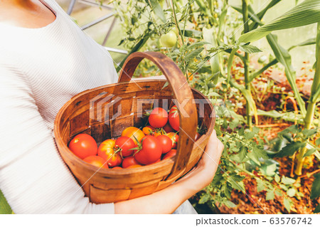 Gardening and agriculture concept. Woman farm Gardening and agriculture concept. Woman farm 63576742