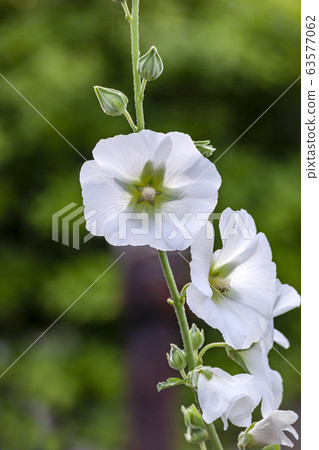 hollyhock hollyhock 63577062