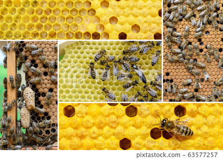 Reproduction of bees. How bees multiply. Photo collage on bee breeding. Beekeeping concept. Reproduction of bees. How bees multiply. Photo collage on bee breeding. Beekeeping concept. 63577257