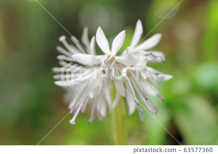 White flower 63577360