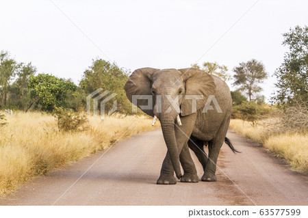 African bush elephant in Kruger National park, 63577599