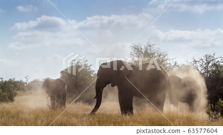African bush elephant in Kruger National park, African bush elephant in Kruger National park, 63577604