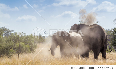 African bush elephant in Kruger National park, African bush elephant in Kruger National park, 63577605