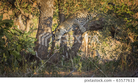 Leopard in Kruger National park, South Africa 63577613