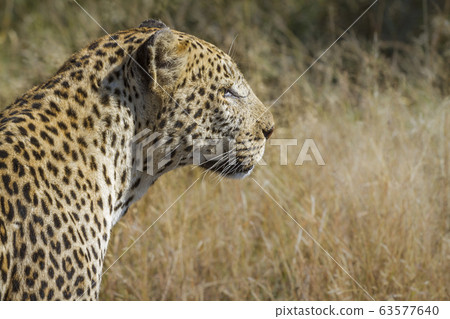 Leopard in Kruger National park, South Africa Leopard in Kruger National park, South Africa 63577640