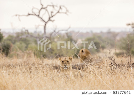 African lion in Kruger National park, South Africa African lion in Kruger National park, South Africa 63577641