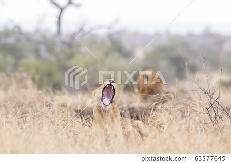 African lion in Kruger National park, South Africa African lion in Kruger National park, South Africa 63577645