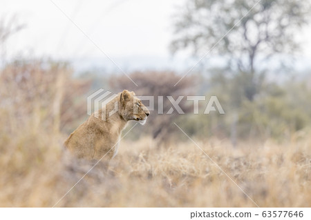 African lion in Kruger National park, South Africa African lion in Kruger National park, South Africa 63577646