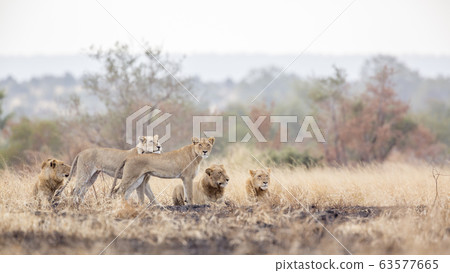 African lion in Kruger National park, South Africa African lion in Kruger National park, South Africa 63577665