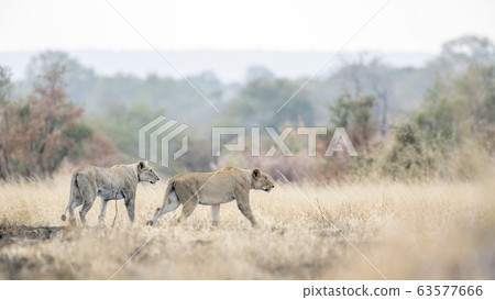 African lion in Kruger National park, South Africa African lion in Kruger National park, South Africa 63577666