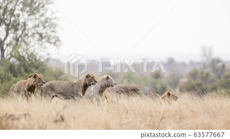 African lion in Kruger National park, South Africa 63577667