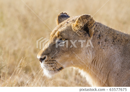 African lion in Kruger National park, South Africa African lion in Kruger National park, South Africa 63577675
