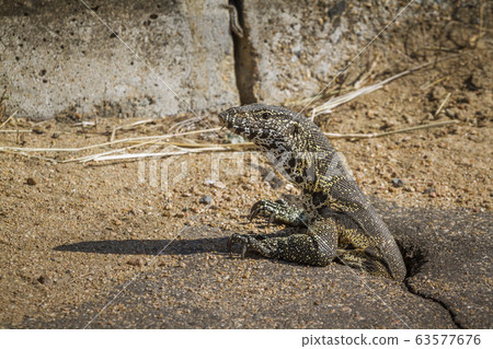 rock monitor in Kruger National park, South Africa rock monitor in Kruger National park, South Africa 63577676