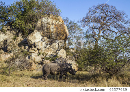 Southern white rhinoceros in Kruger National park, Southern white rhinoceros in Kruger National park, 63577689