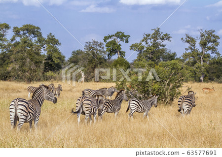 Plains zebra in Kruger National park, South Africa Plains zebra in Kruger National park, South Africa 63577691
