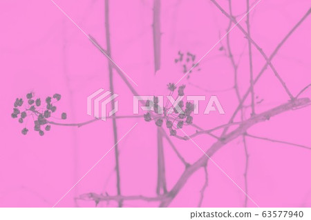 Pink abstract background with dry plants pattern Pink abstract background with dry plants pattern 63577940
