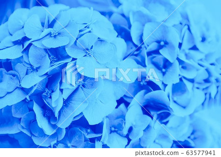 Blue hydrangea or hortensia flower background Blue hydrangea or hortensia flower background 63577941
