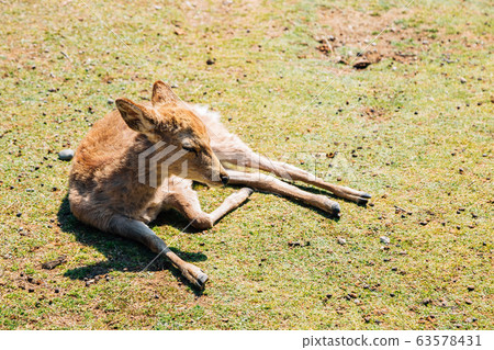 Sleeping deer on grass in Nara, Japan Sleeping deer on grass in Nara, Japan 63578431