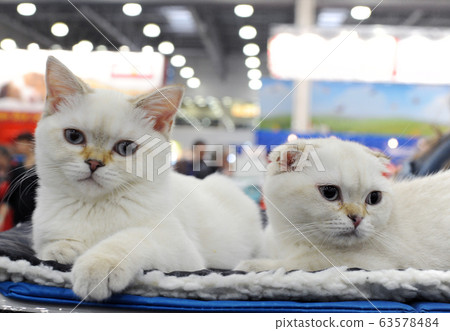Cute cat at an international exhibition 63578484