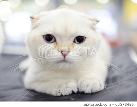 Cute cat at an international exhibition 63578486