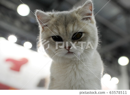 Cute cat at an international exhibition Cute cat at an international exhibition 63578511