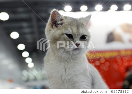Cute cat at an international exhibition Cute cat at an international exhibition 63578512