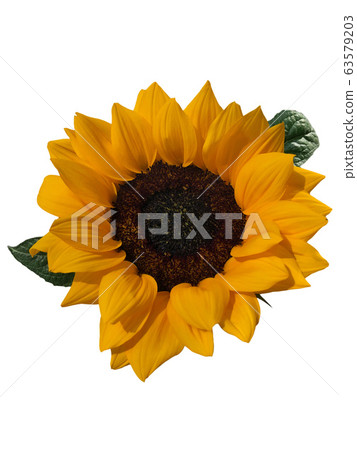 Beautiful sunflower flower 63579203