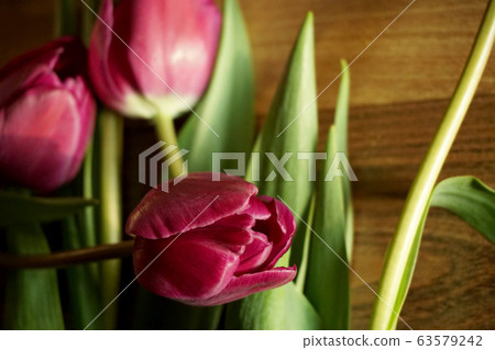 鬱金香，花卉，植物，靜物，定向，自然光，陽光，紅色，裝飾，裝飾 63579242