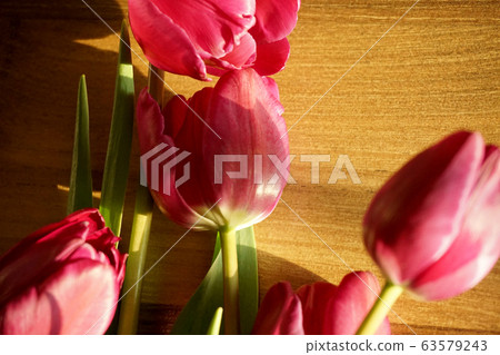鬱金香，花卉，植物，靜物，定向，自然光，陽光，紅色，裝飾，裝飾 63579243