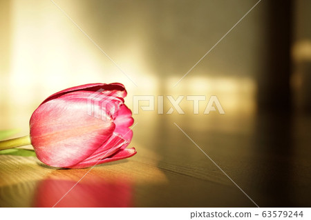 鬱金香，花卉，植物，靜物，定向，自然光，陽光，紅色，裝飾，裝飾 63579244