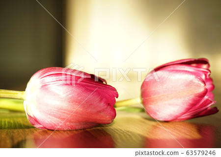 鬱金香，花卉，植物，靜物，定向，自然光，陽光，紅色，裝飾，裝飾 63579246