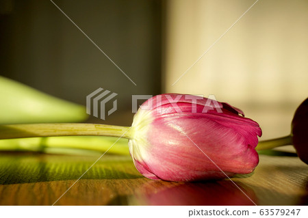 鬱金香，花卉，植物，靜物，定向，自然光，陽光，紅色，裝飾，裝飾 63579247