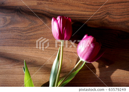 鬱金香，花卉，植物，靜物，定向，自然光，陽光，紅色，裝飾，裝飾 63579249