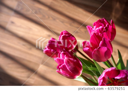 鬱金香，花卉，植物，靜物，定向，自然光，陽光，紅色，裝飾，裝飾 63579251