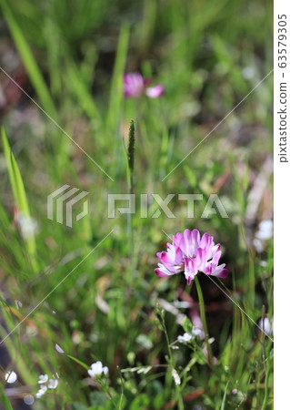 黃芪花 黃芪花 63579305