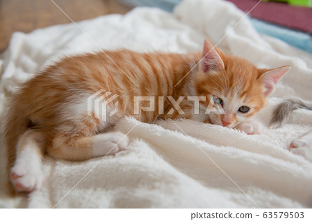 Cat, kitten, cat, cat family Cat, kitten, cat, cat family 63579503